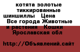 котята золотые тиккированные шиншиллы › Цена ­ 8 000 - Все города Животные и растения » Кошки   . Ярославская обл.